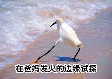 表情包 在爸妈发火的边缘试探