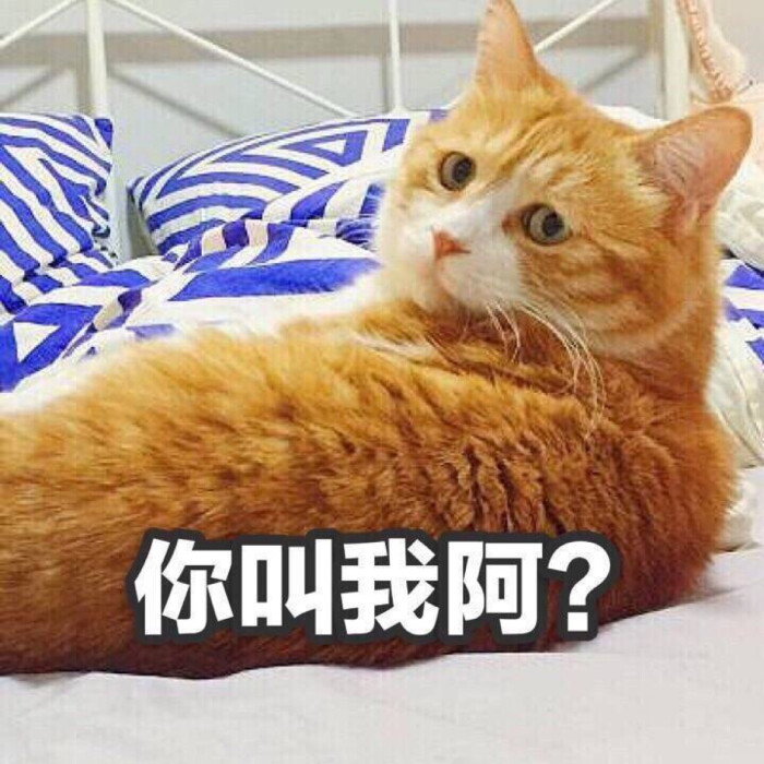 猫咪表情包