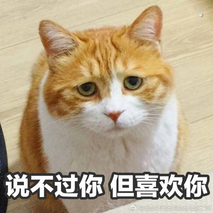 橘猫