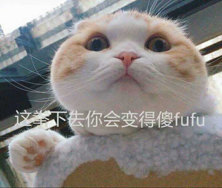 猫咪 表情包