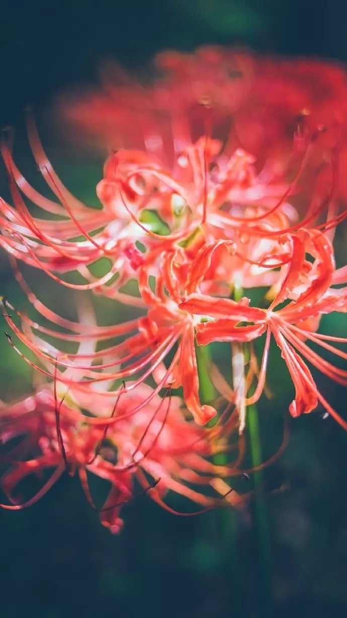 彼岸花 