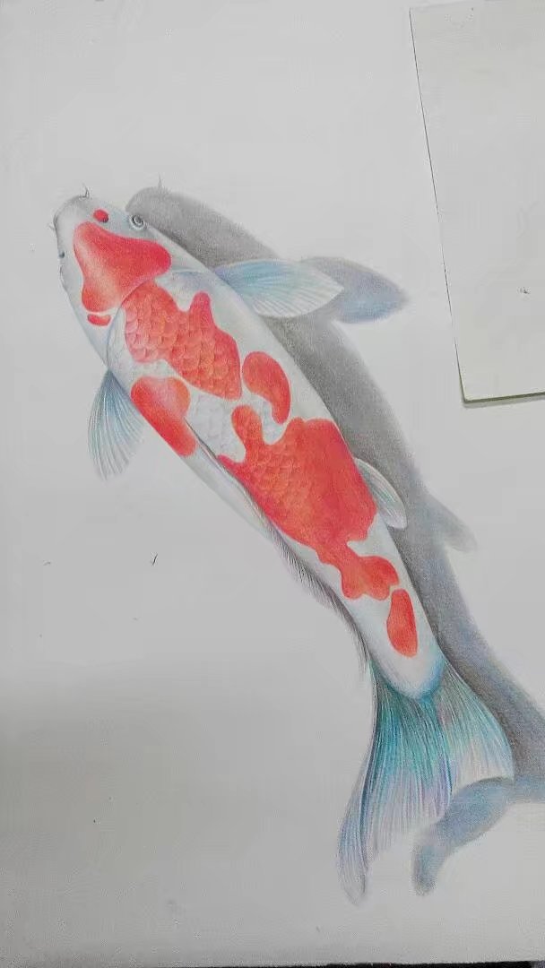 锦鲤
