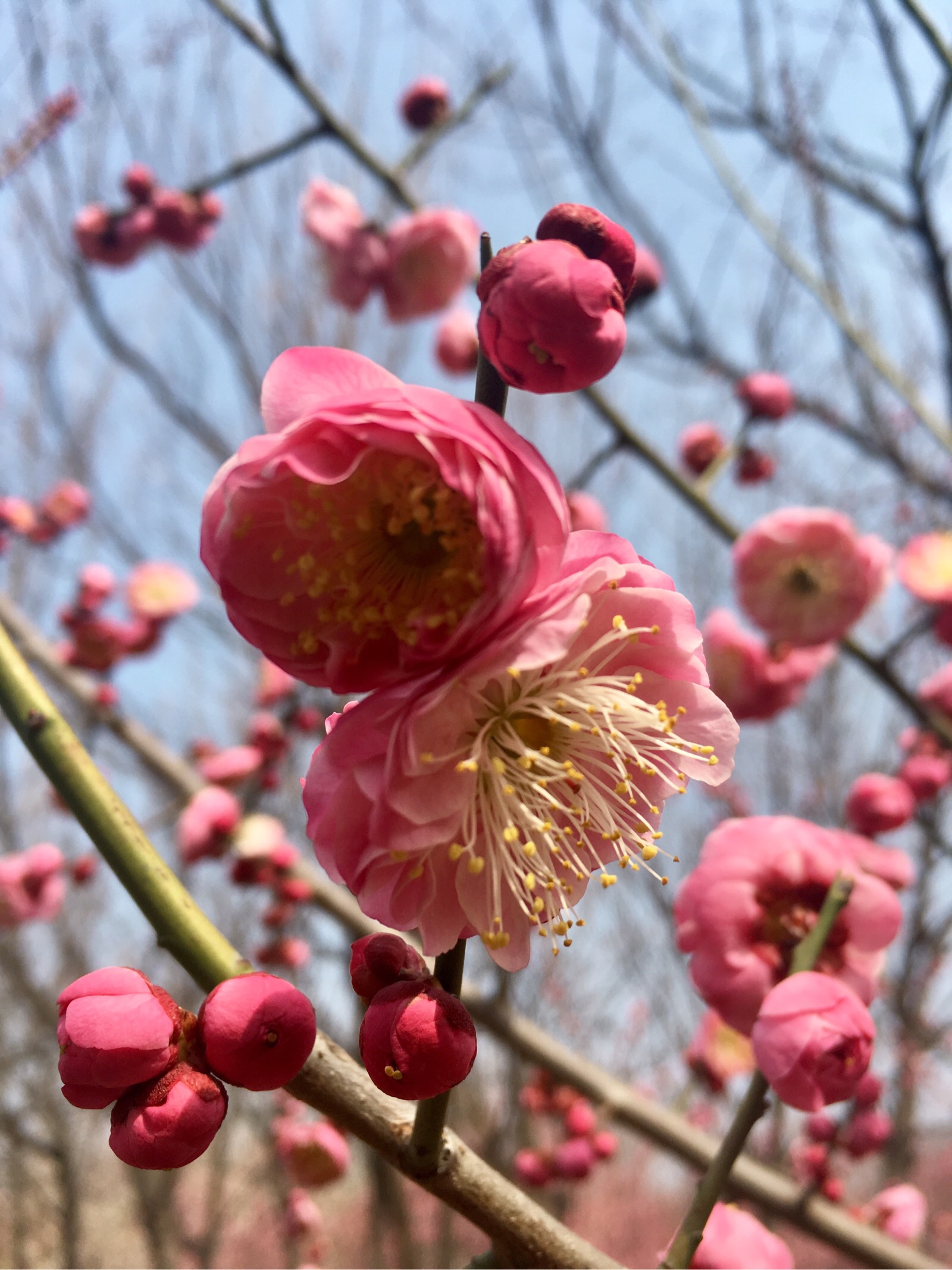 3.10 隋唐城遗址植物园(梅花-堆糖,美好生活研究所