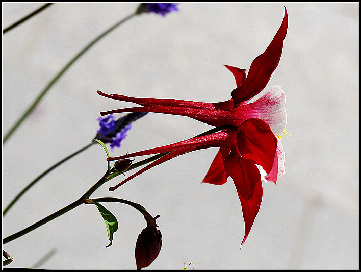 耧斗花,耧斗菜