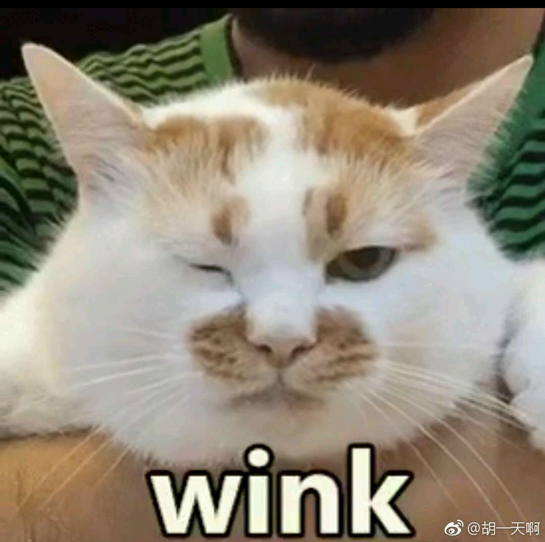 【wink】@猫咪