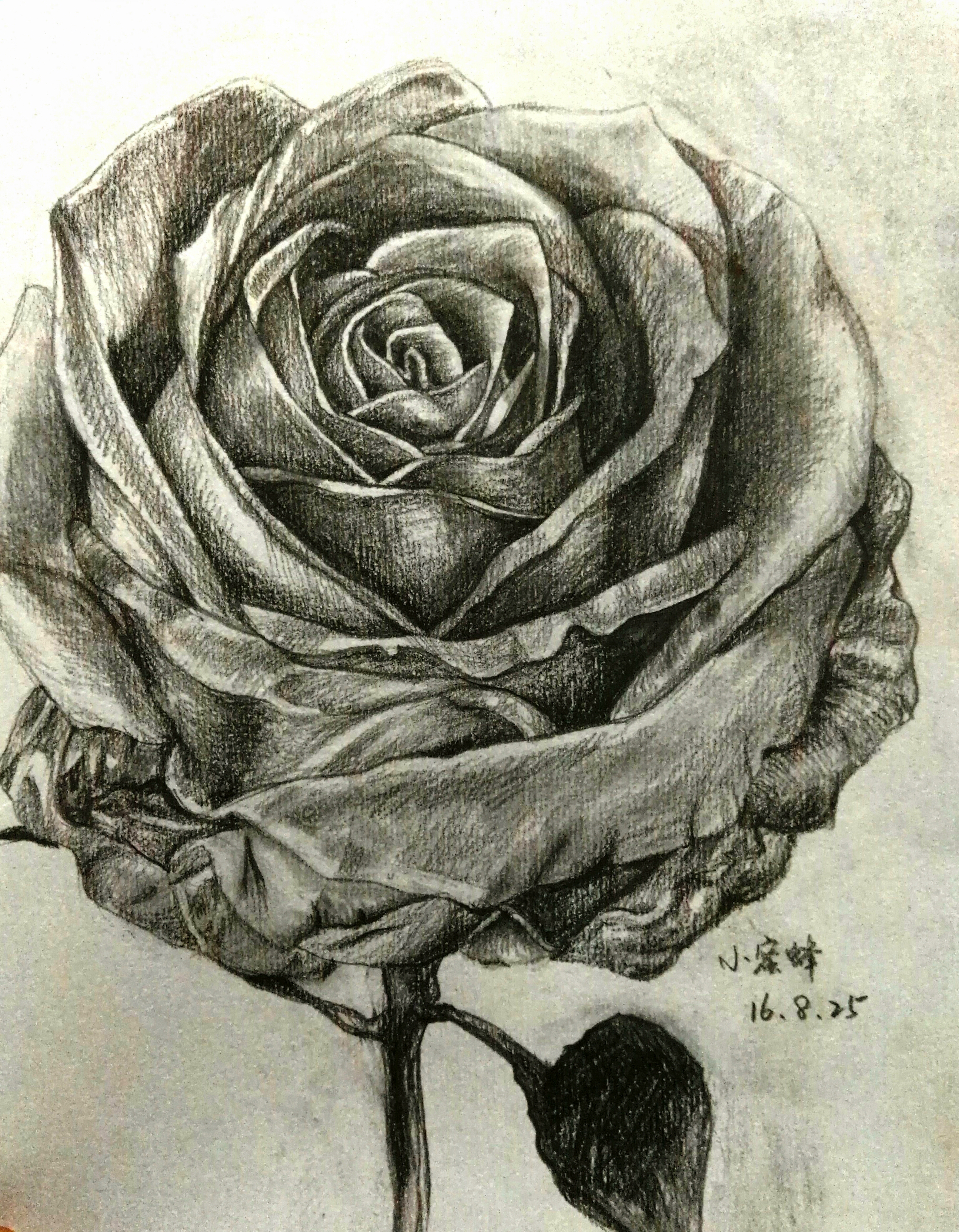 铅笔素描玫瑰