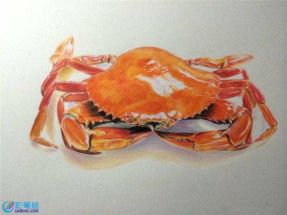 螃蟹怎么画?逼真的螃蟹彩铅画教程www.caibihui.com