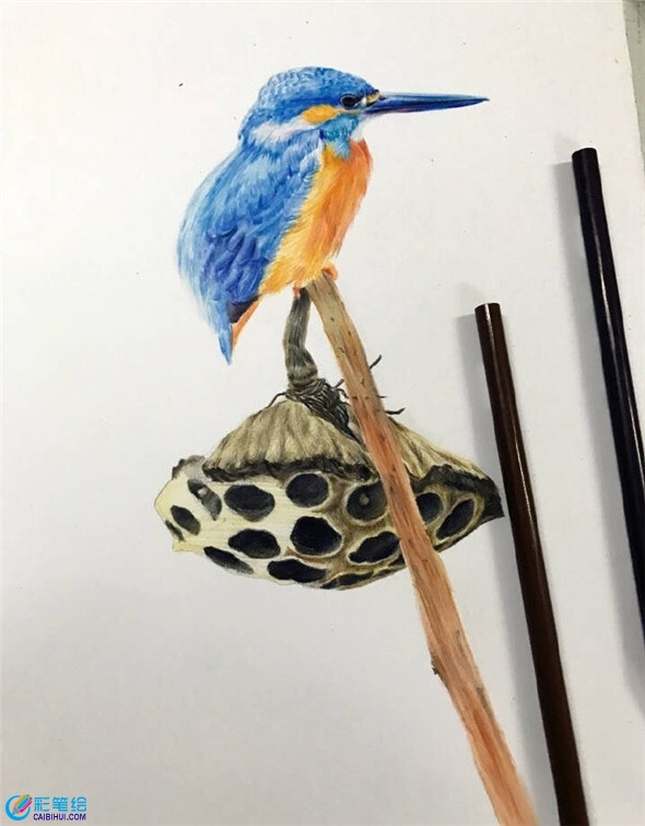 彩铅画动物:彩铅画漂亮的小鸟教程www.caibihui.com