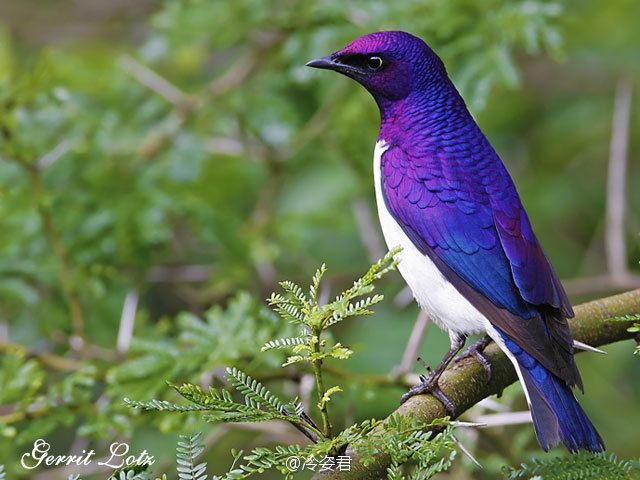白腹紫背椋鸟