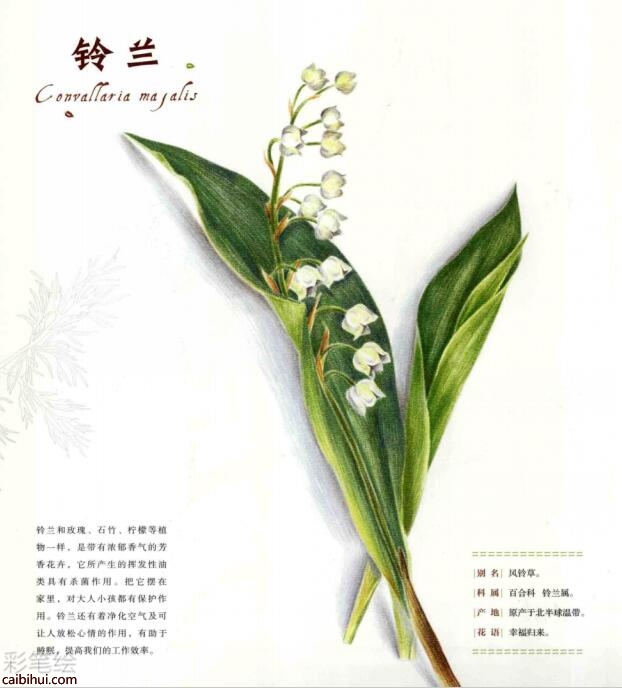 彩铅画花卉教程图解www.caibihui.com