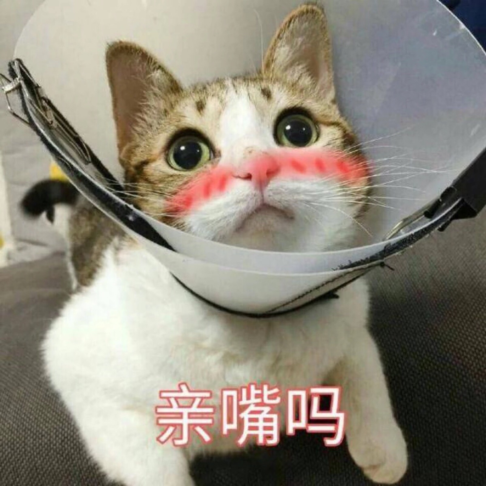 猫表情包 亲嘴吗