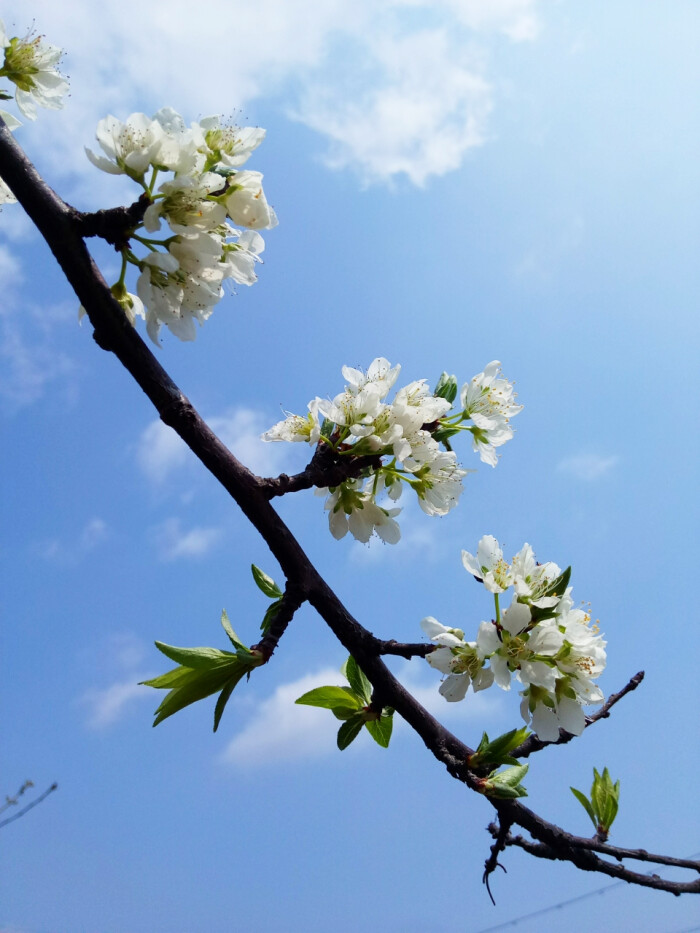 李子树开花啦