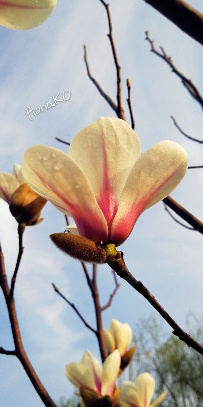 {玉兰花}植物/花卉