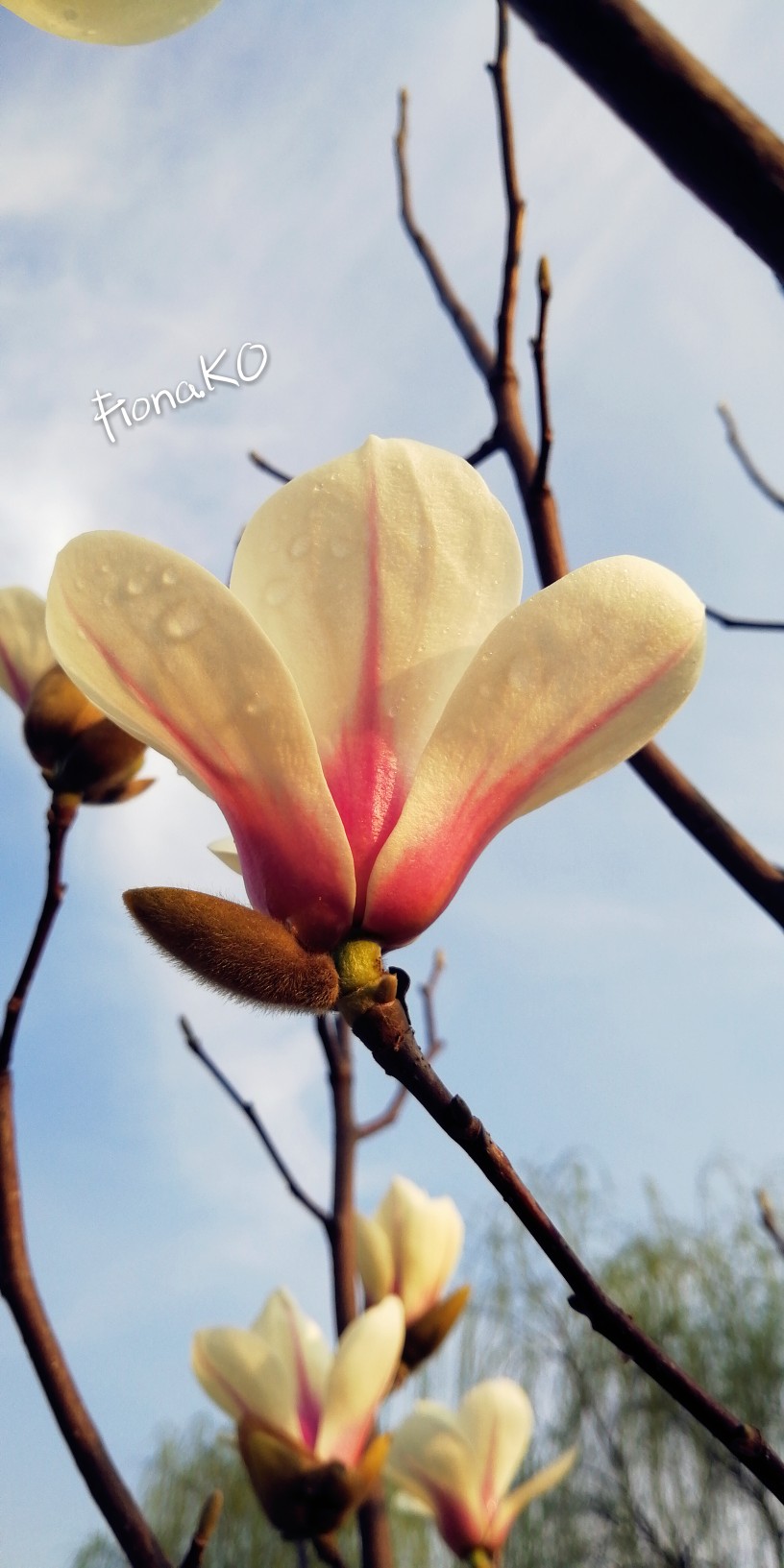 {玉兰花}植物/花卉