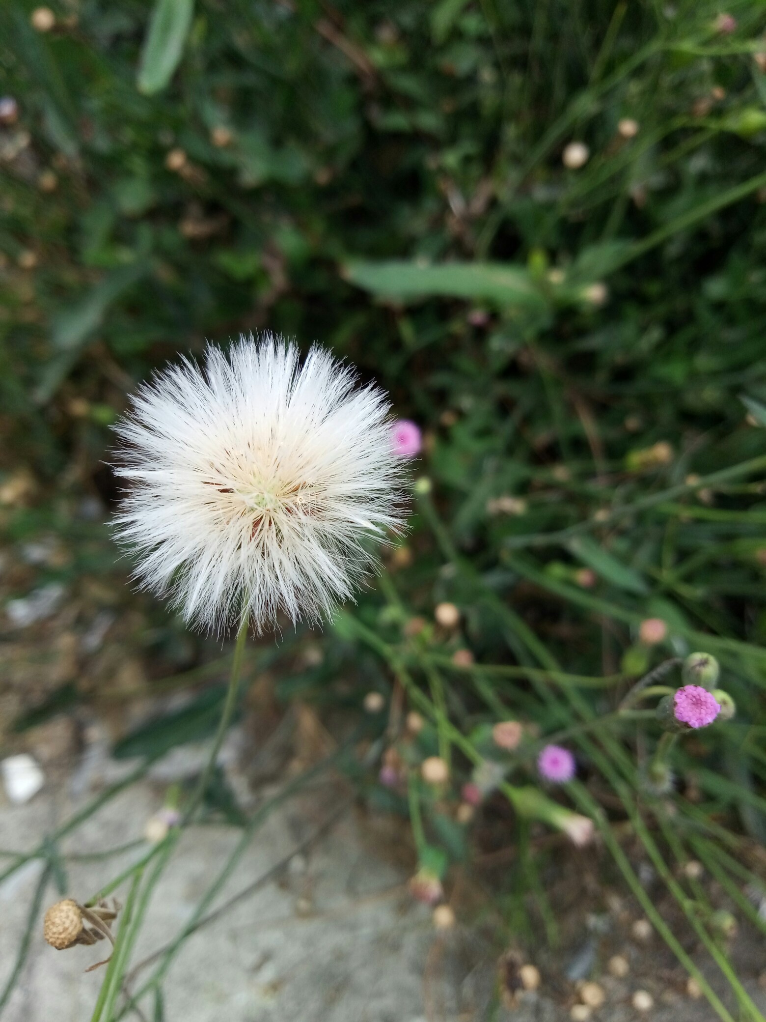 蒲公英很美,每一种形态都有自己的风骨.