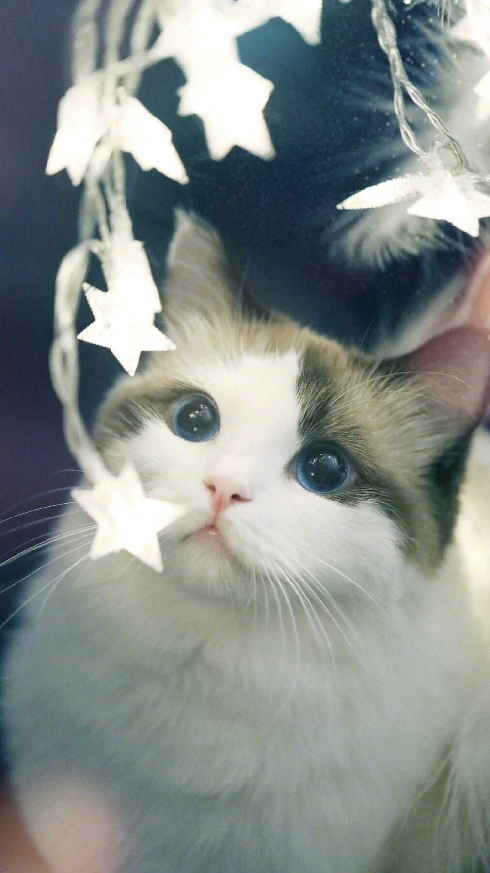 动物 萌宠 壁纸 =~ω~=
