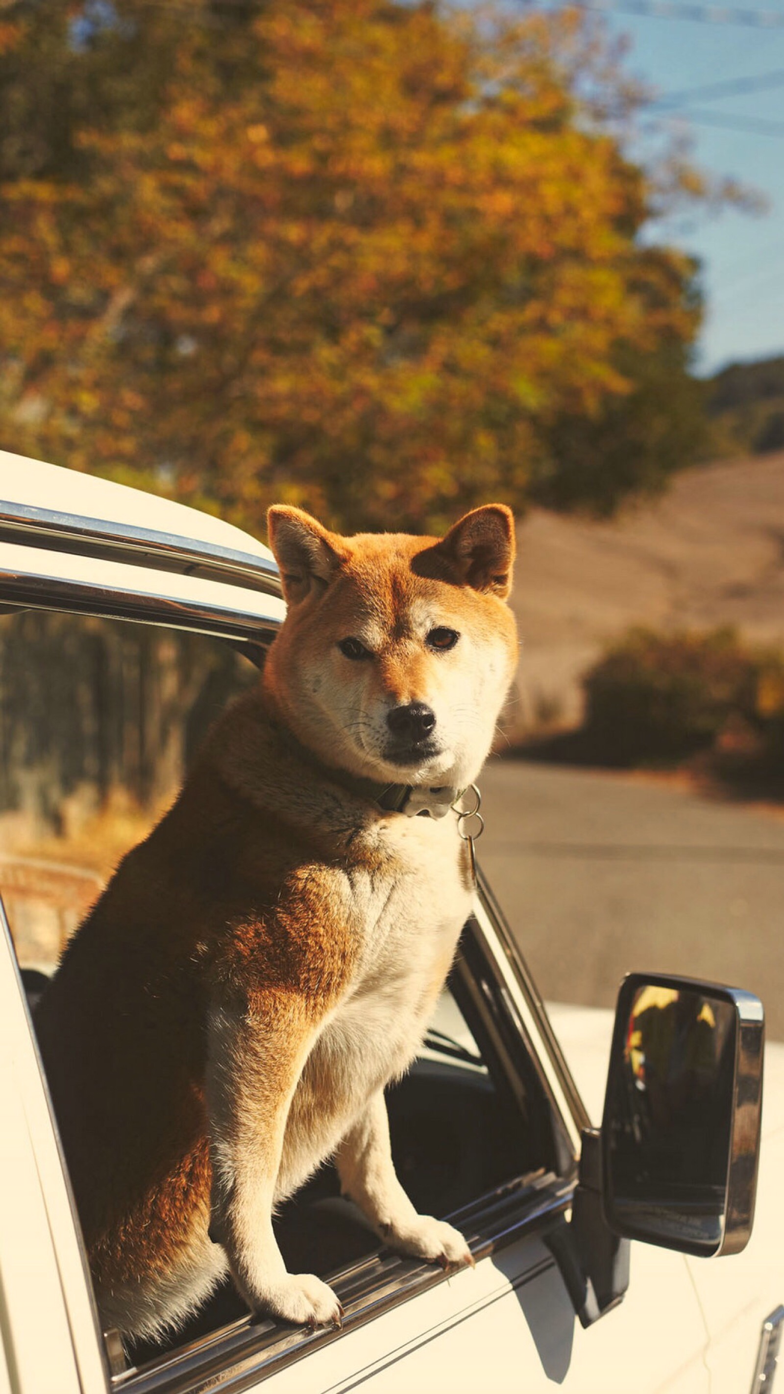 柴犬 壁纸