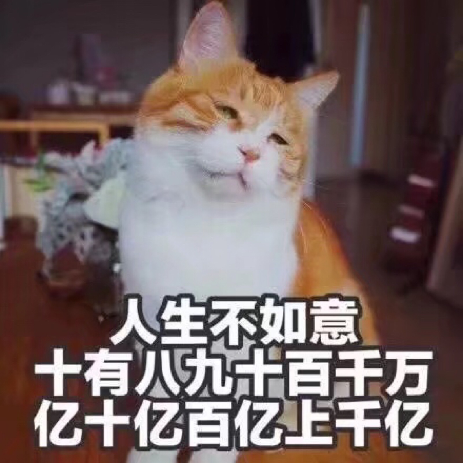 表情包【猫咪表情包】【人生不如意】