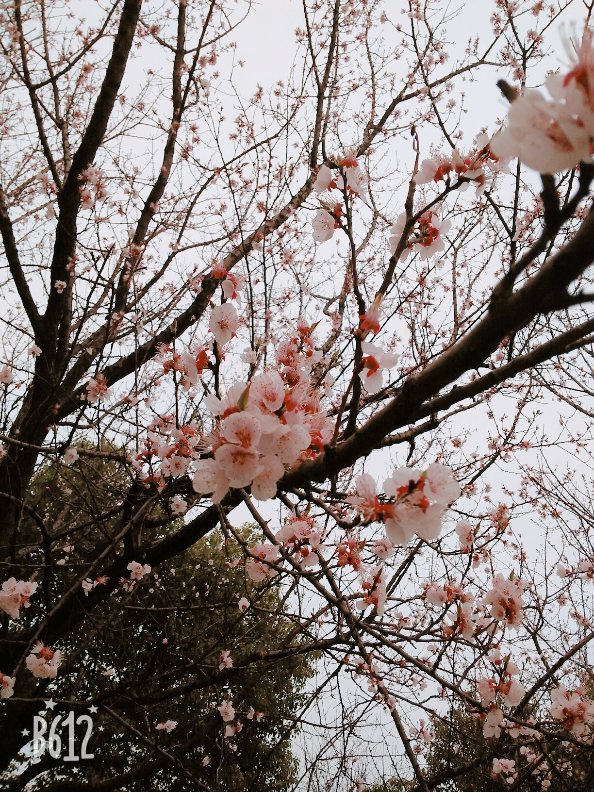 杏花微雨