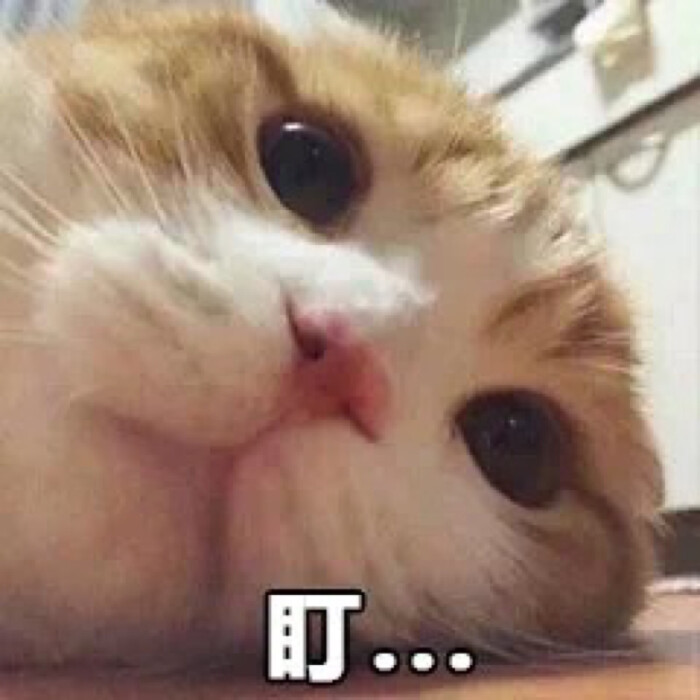 猫咪可爱软妹 娇妻 强颜欢笑 突然出现 哼 软妹撩人表情包