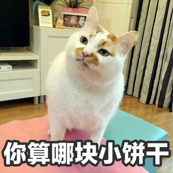 猫咪软妹撒娇必备 亲亲