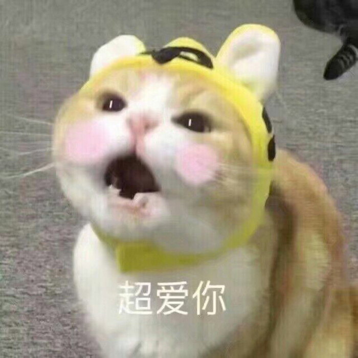 猫咪软妹撒娇必备 亲亲