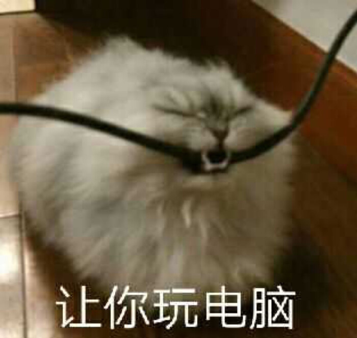 表情包猫咪可爱死了