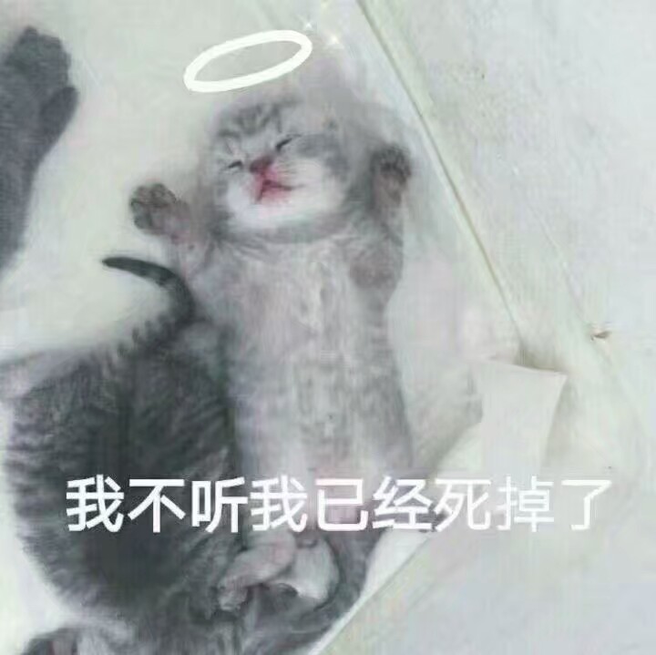 表情包猫咪可爱死了