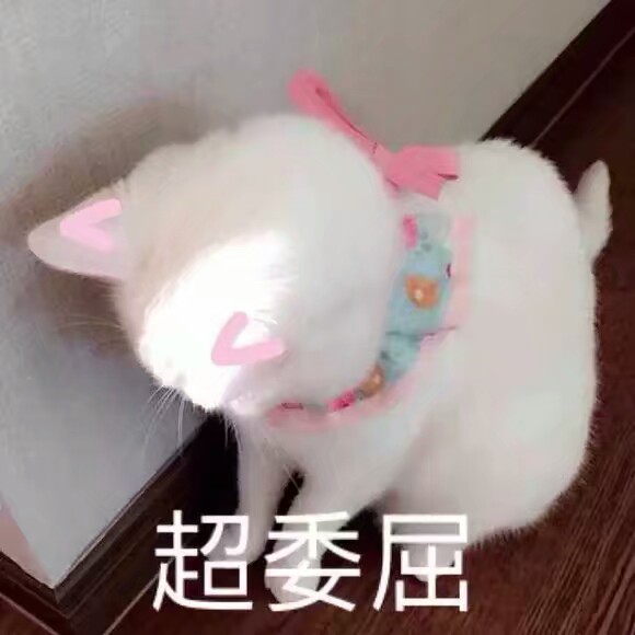表情包猫咪可爱