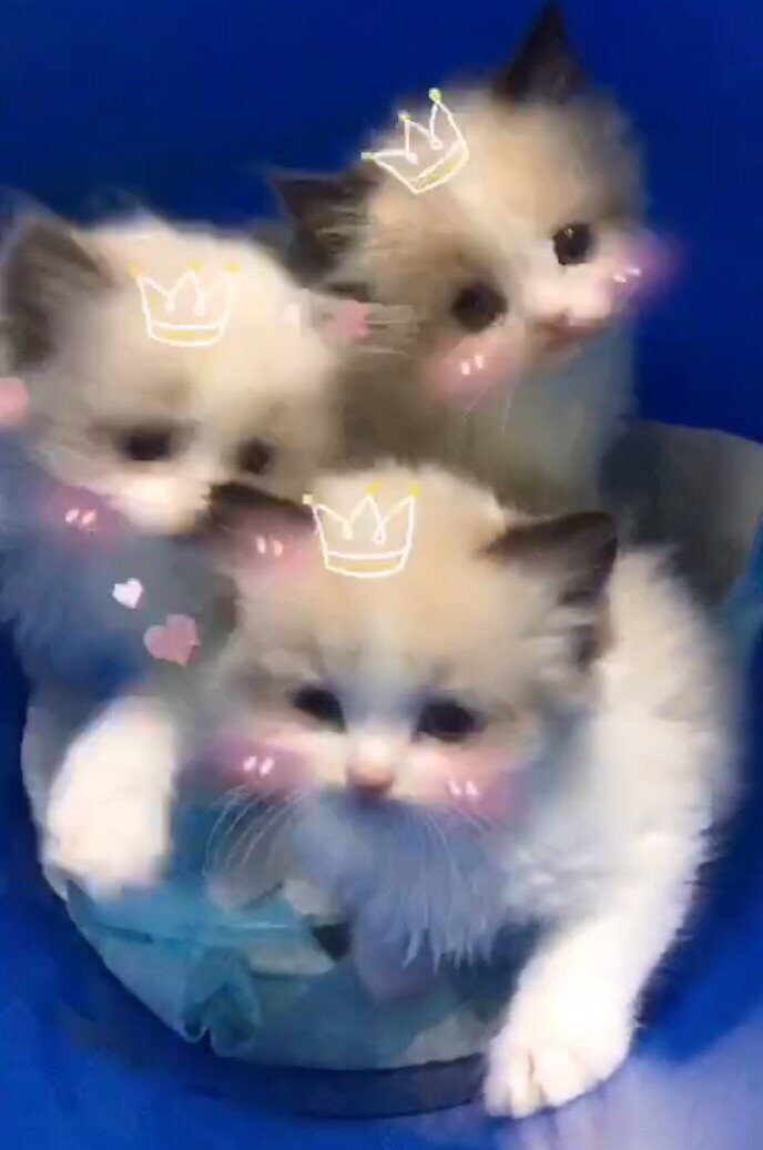三只小奶猫