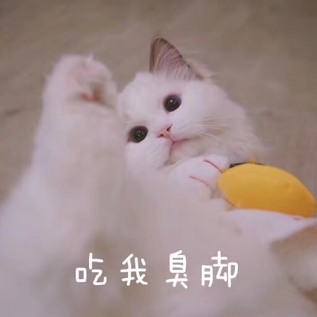 猫猫表情包