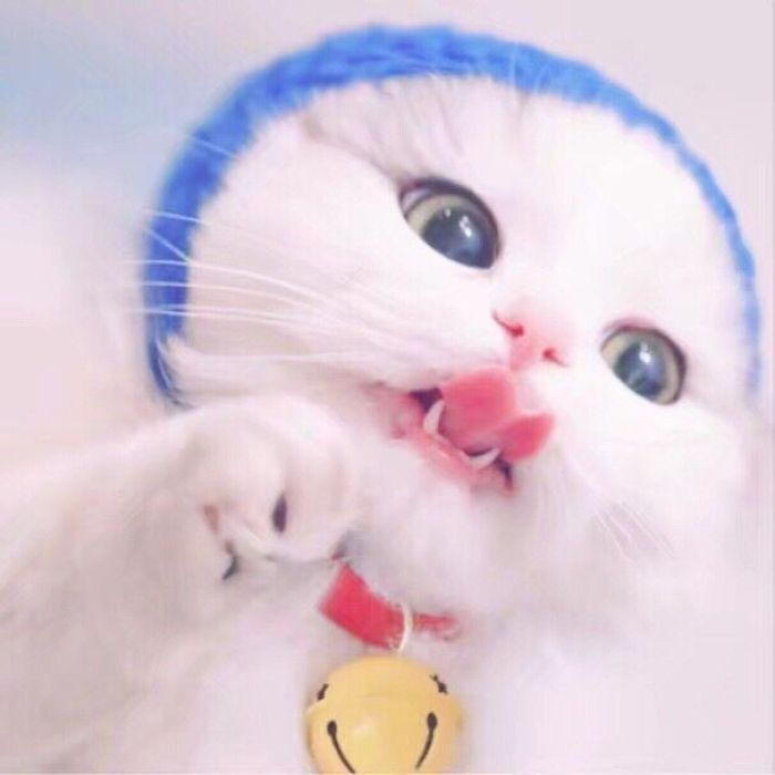 宠物猫咪 可爱 柴犬 搞笑 萌妹 三次元 包子头 装萌 小孩子