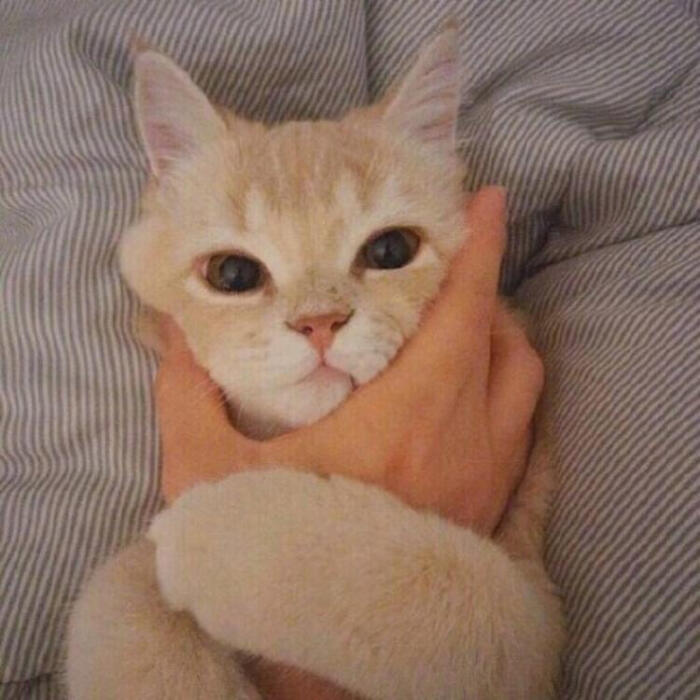 搞怪萌趣狗狗&猫咪头像
