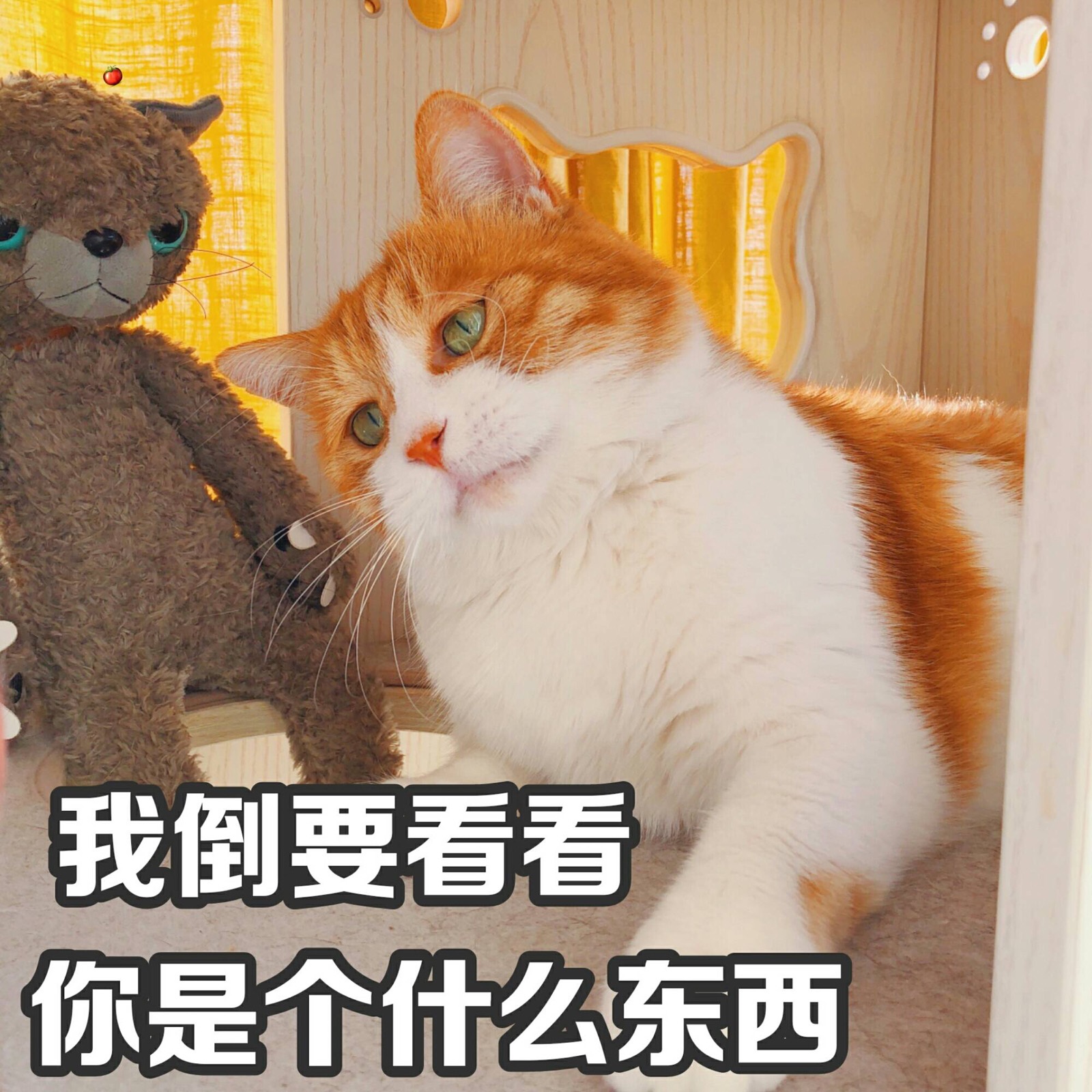 猫咪表情包.日日可爱.