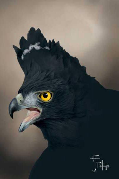 鹰形目·鹰科·黑白鹰雕属:黑鹰雕