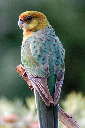 鹦形目·鹦鹉科·玫瑰鹦鹉属:澳西玫瑰鹦鹉