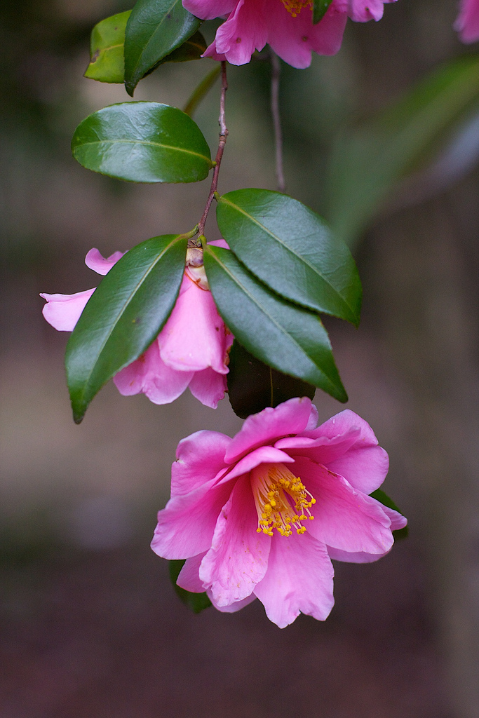 茶花