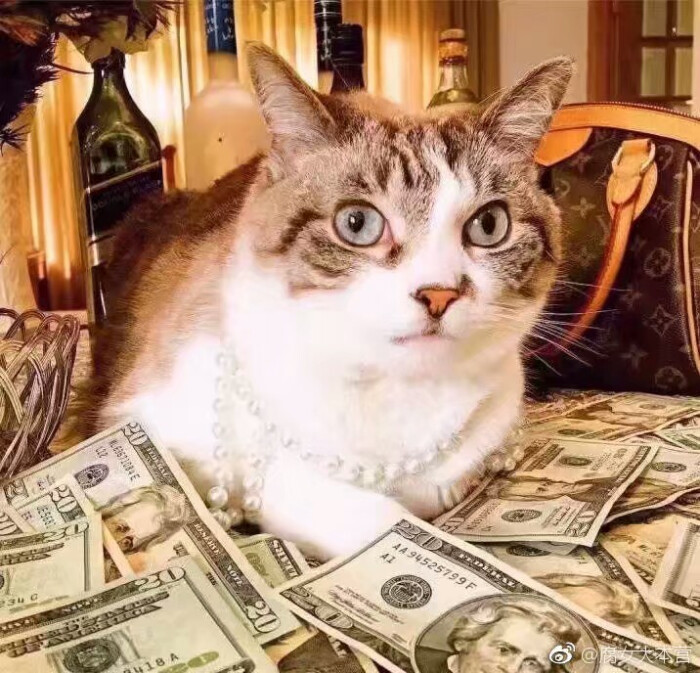 钱&猫