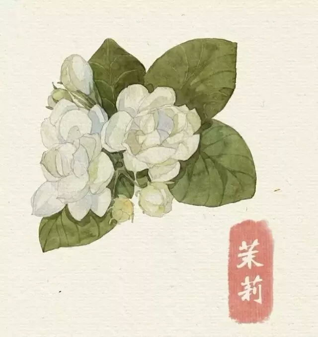 水彩教程 花卉插图 茉莉