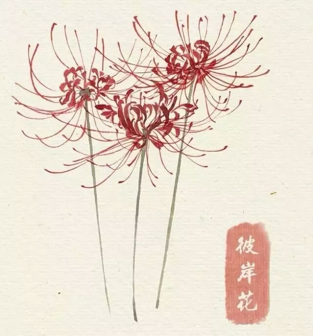 水彩教程 花卉插图 彼岸花