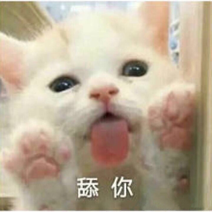 猫猫表情包