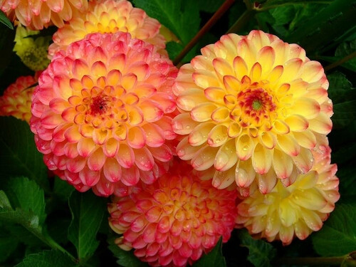 大丽花(dahlia pinnata cav.