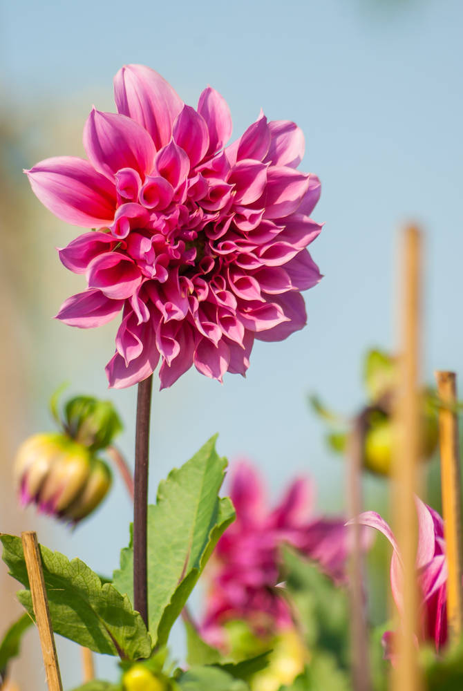 大丽花(dahlia pinnata cav.