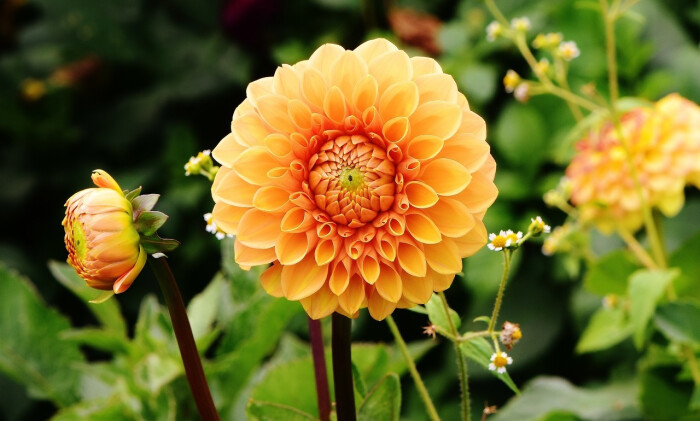 大丽花(dahlia pinnata cav.