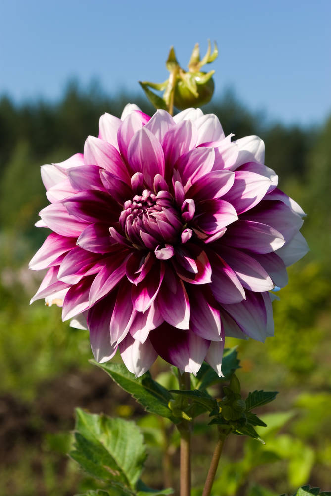 大丽花(dahlia pinnata cav.