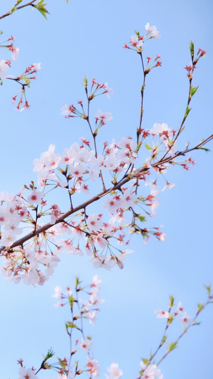 适合春天的樱花壁纸 手机壁纸 桃花