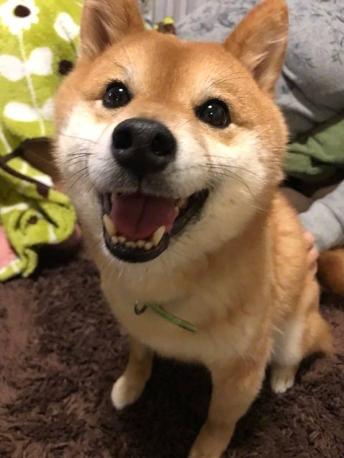 爱笑的柴犬