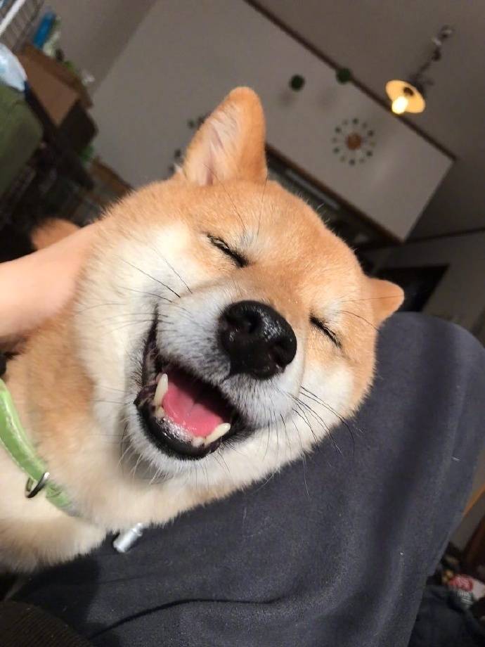 爱笑的柴犬