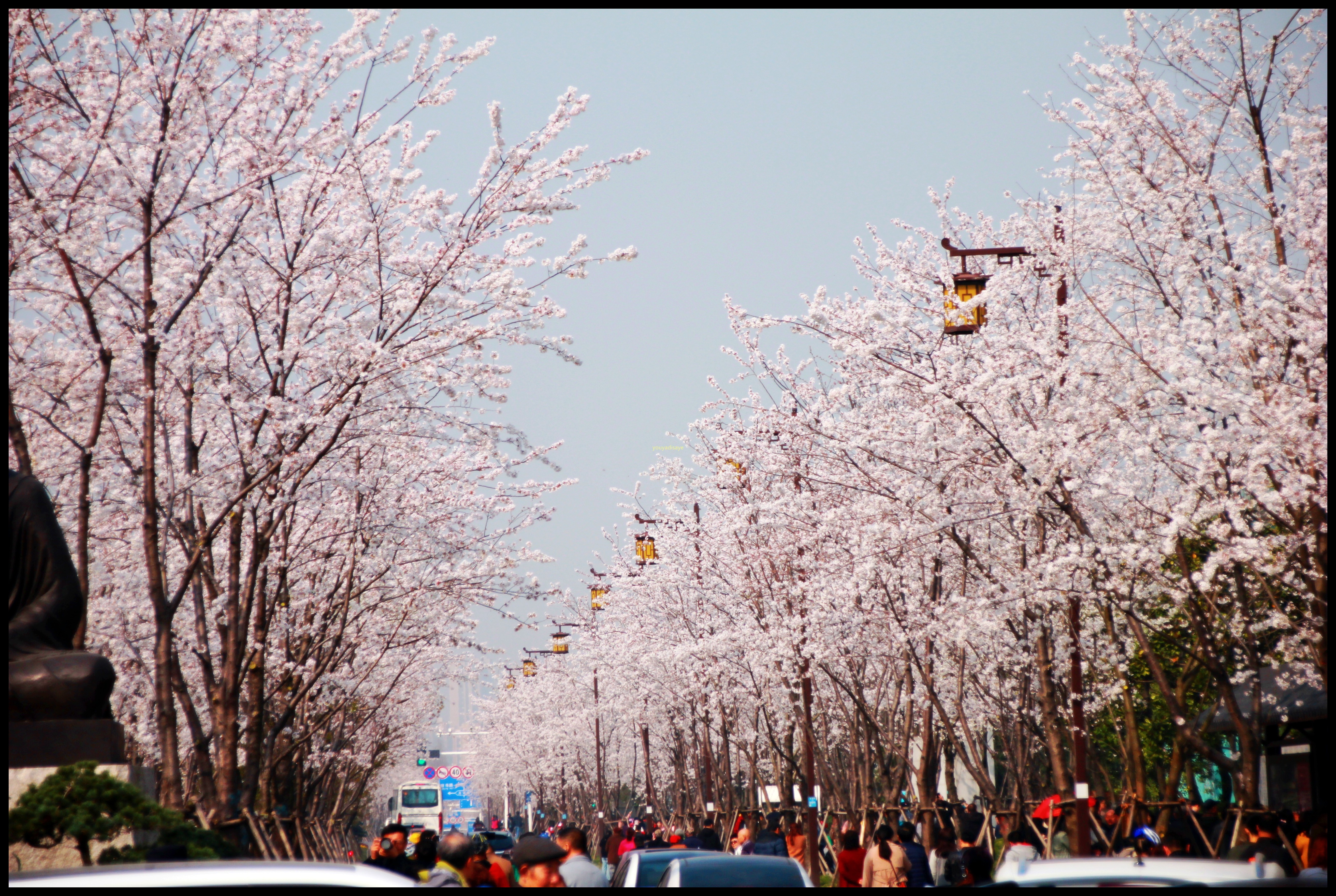 2018年3月25日扬州鉴真樱花大道