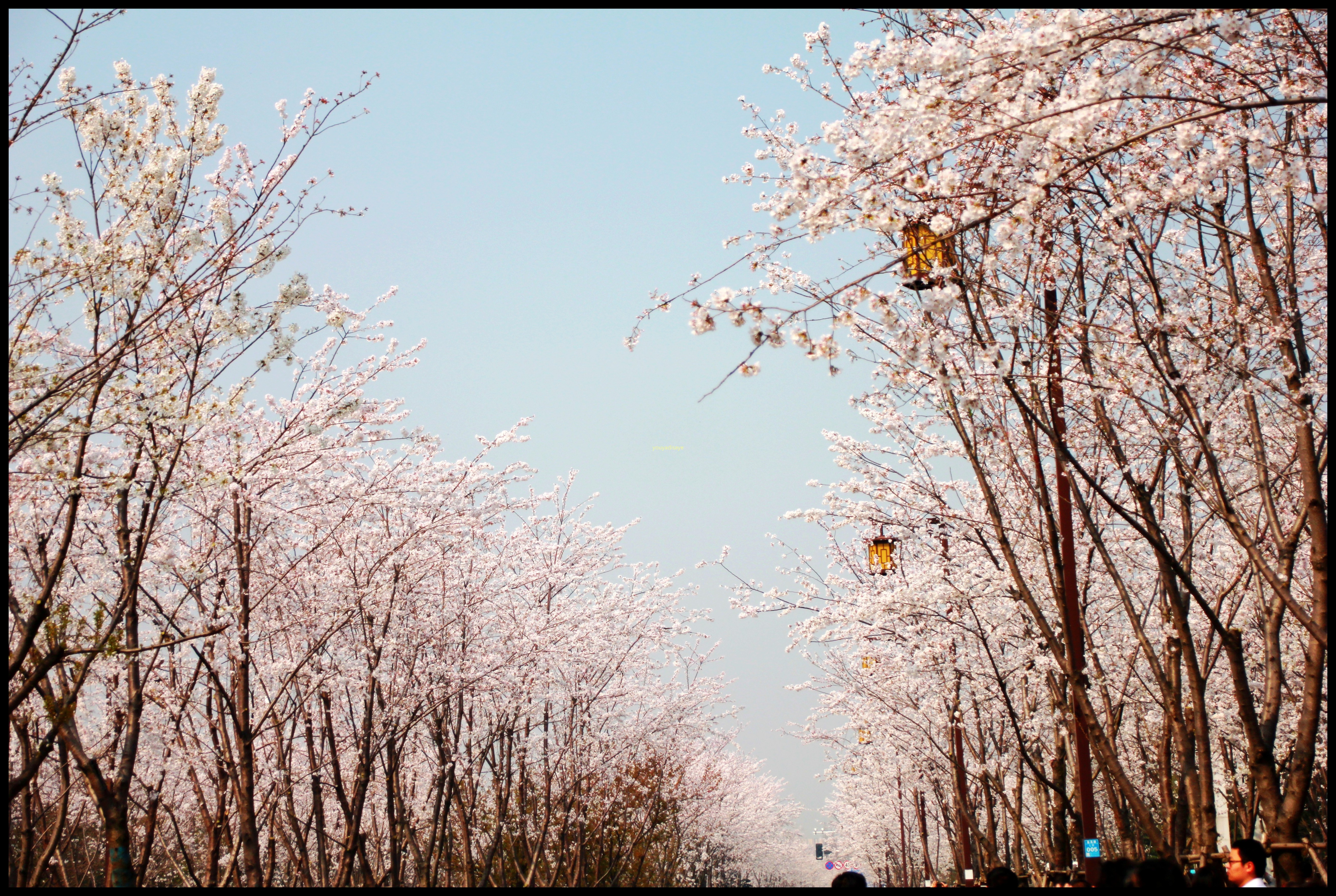 2018年3月25日扬州鉴真樱花大道